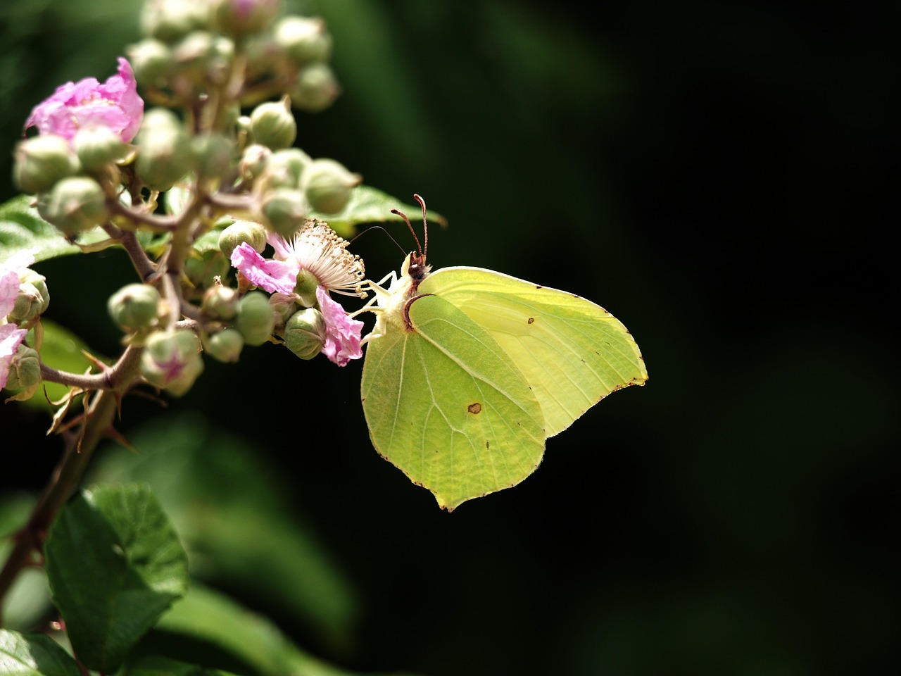 butterfly green postillion free photo