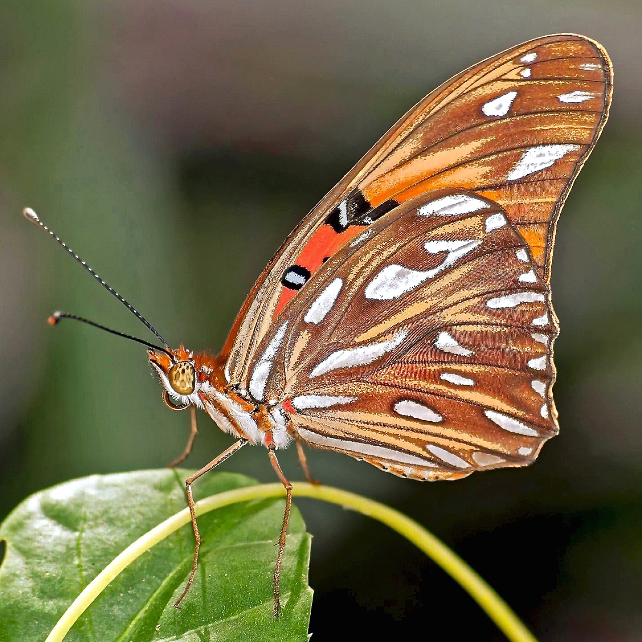 butterfly gulf fritillary passion butterfly free photo