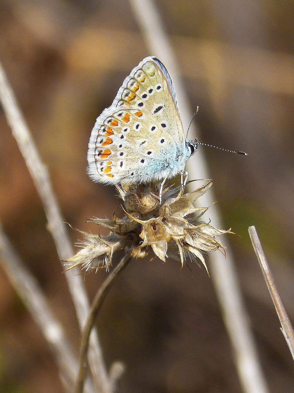 butterfly colors wings free photo