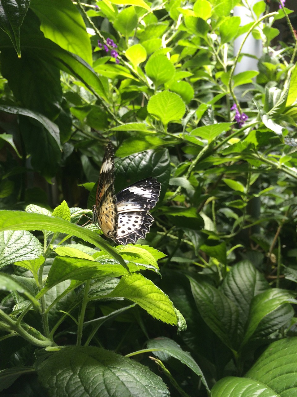 butterfly beauty nature free photo