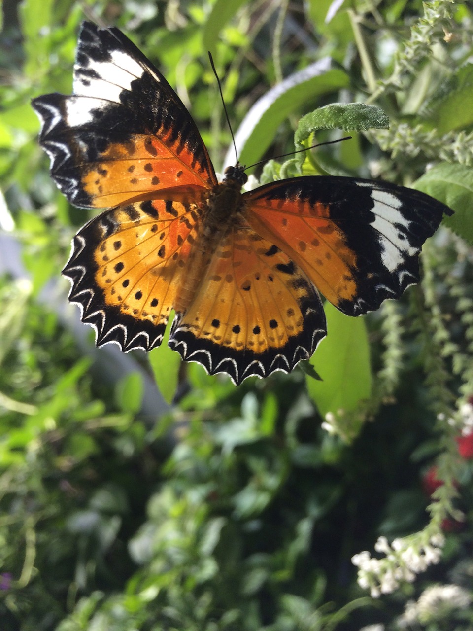 butterfly beauty nature free photo