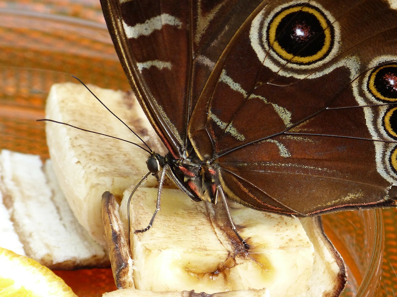 butterfly noctuinae stubs proboscis free photo