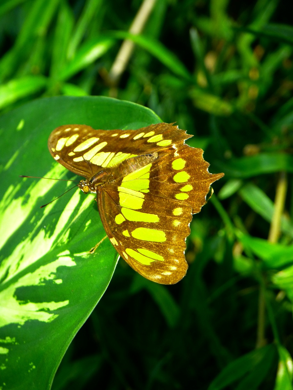 butterfly fly insect free photo