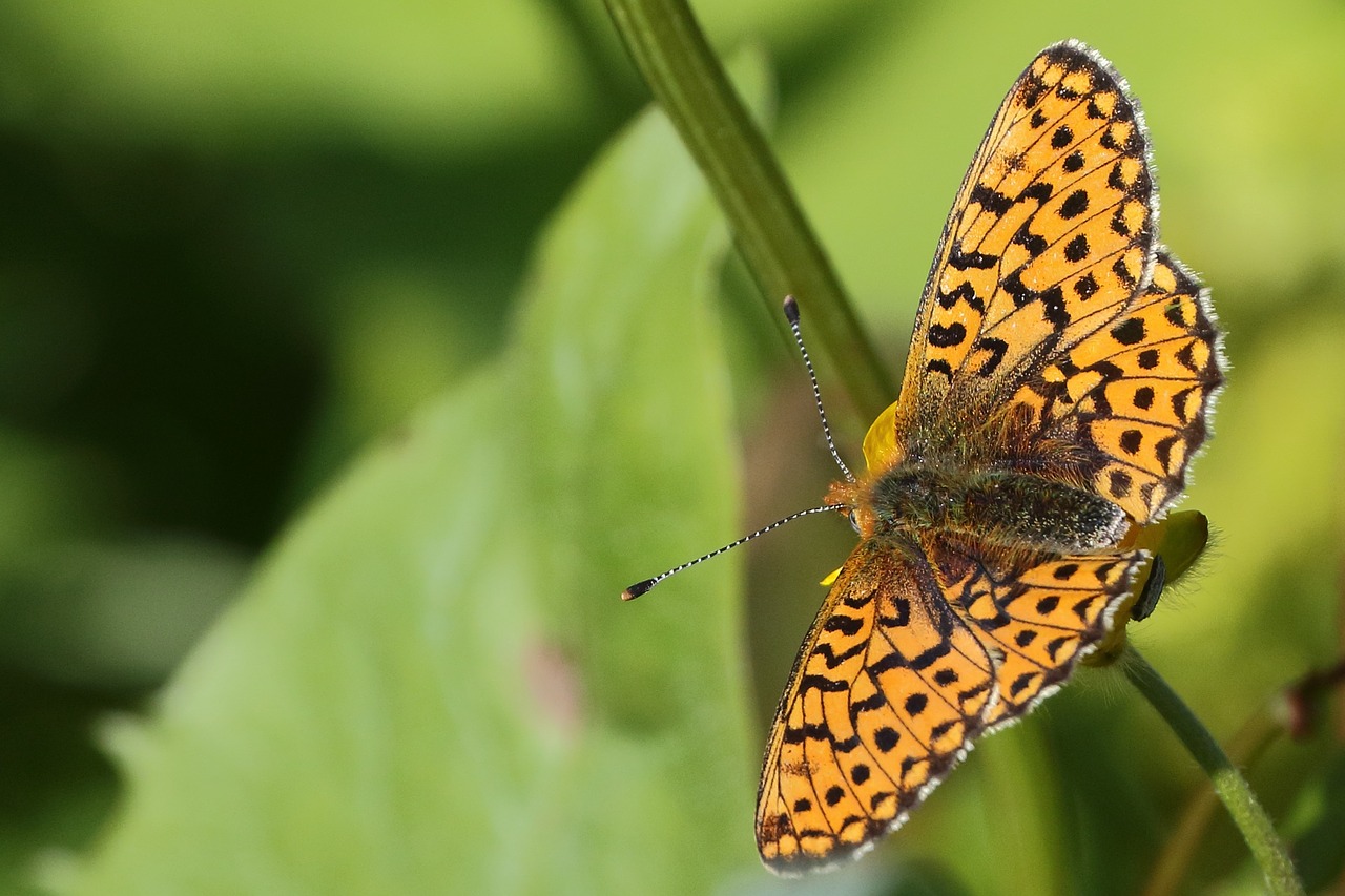 butterfly orange fritillary free photo