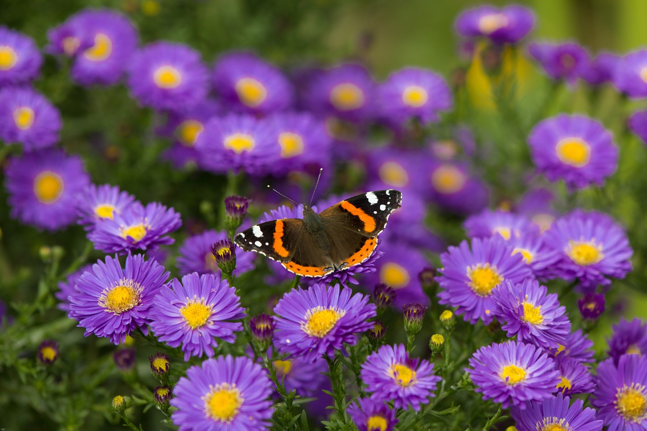 butterfly admiral flowers free photo
