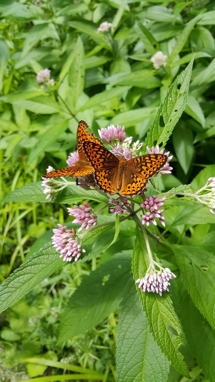 butterfly maine summer free photo