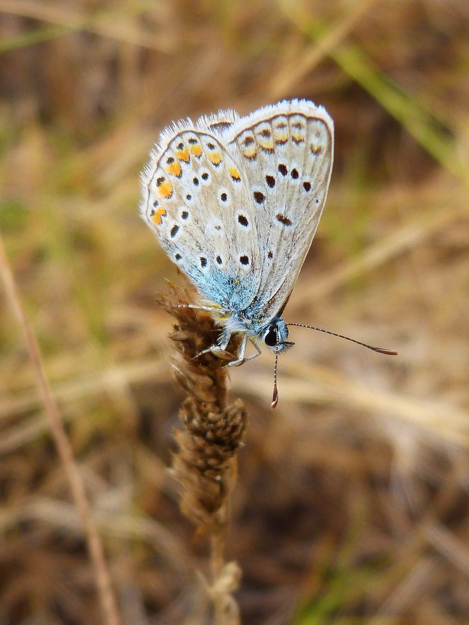 butterfly beauty stem free photo