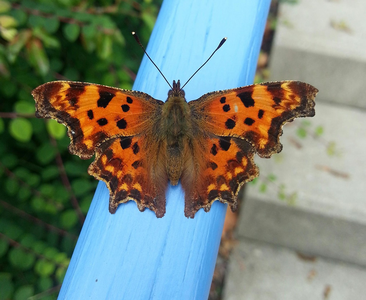 butterfly close animal free photo