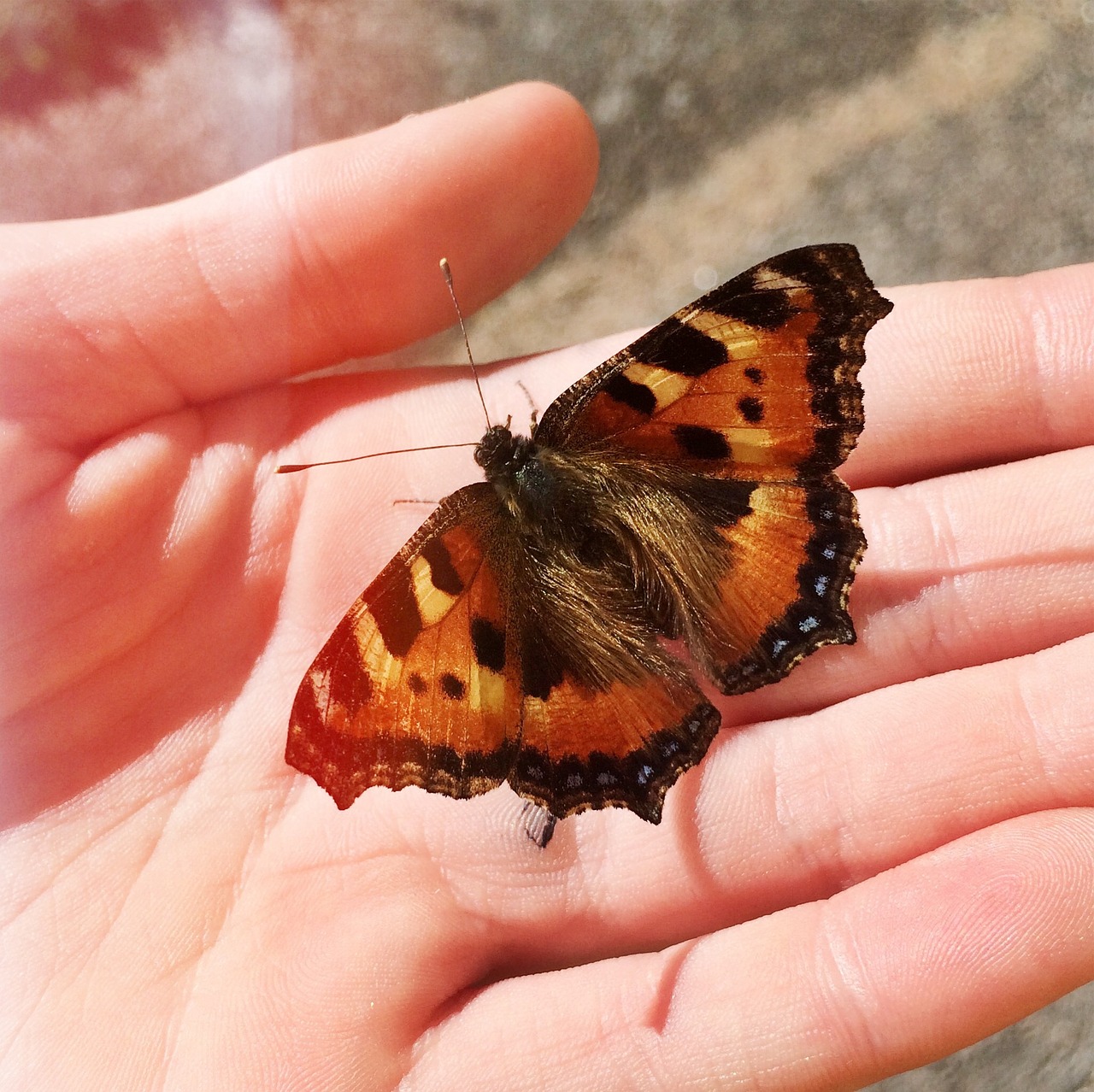 butterfly hand children free photo