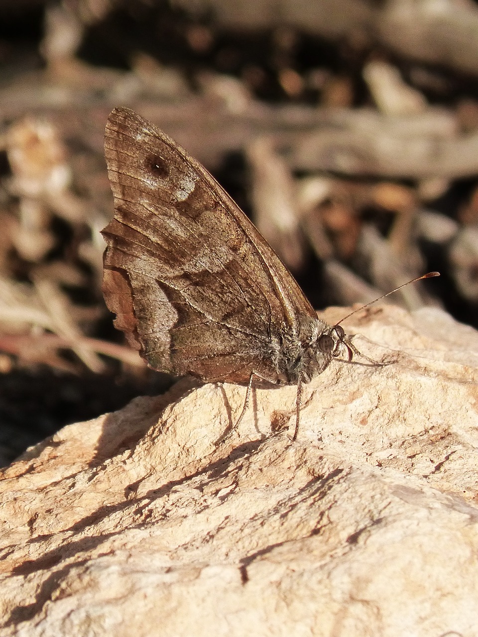 butterfly brown rock free photo