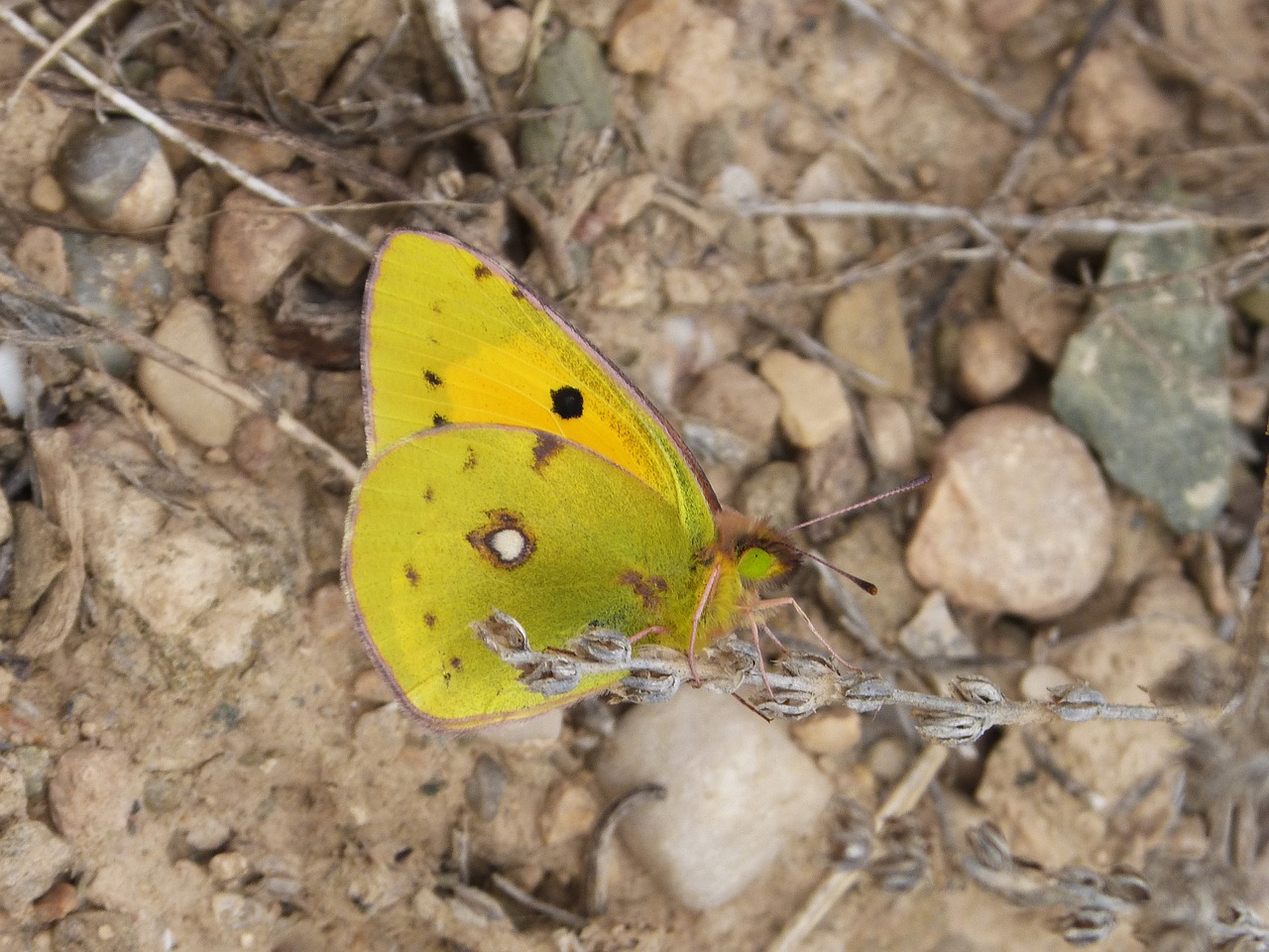 butterfly green yellow free photo