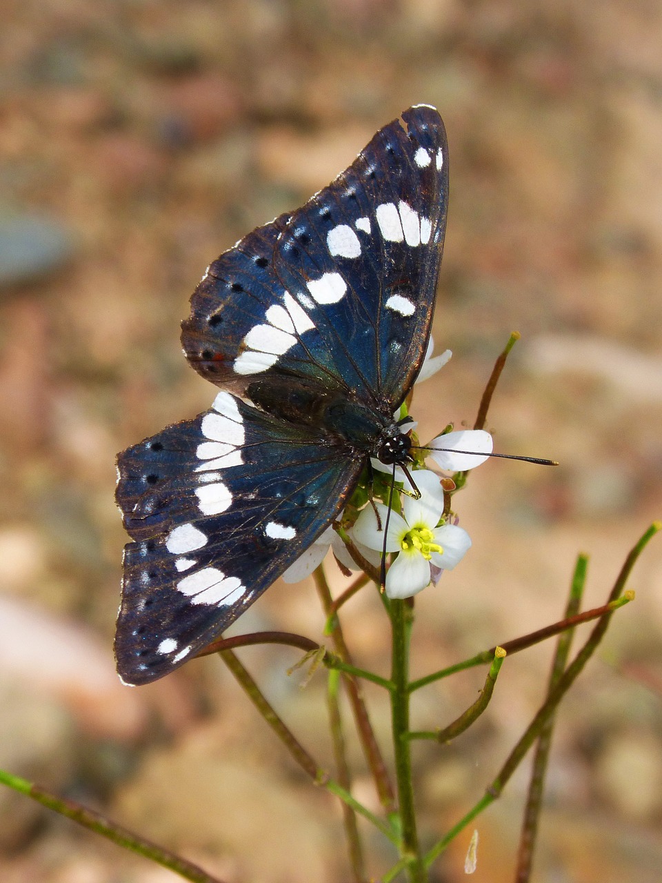 butterfly black and white wings free photo