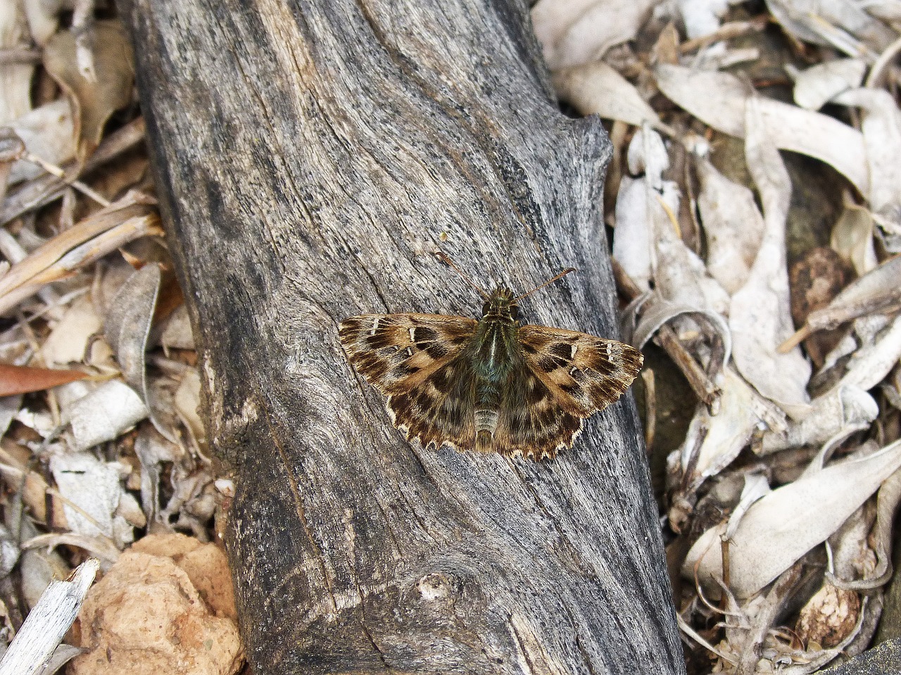 butterfly brown trunk free photo