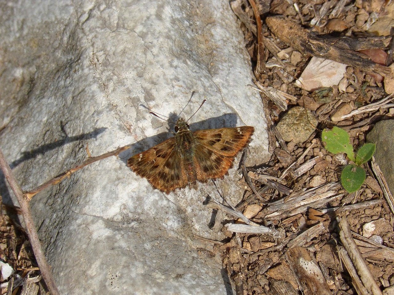 butterfly stone detail free photo