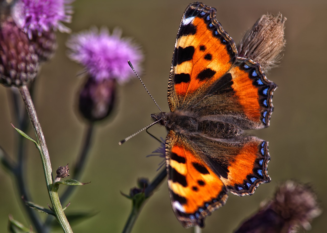 butterfly flower insect free photo