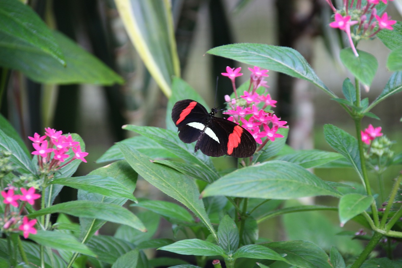 butterfly black insect free photo