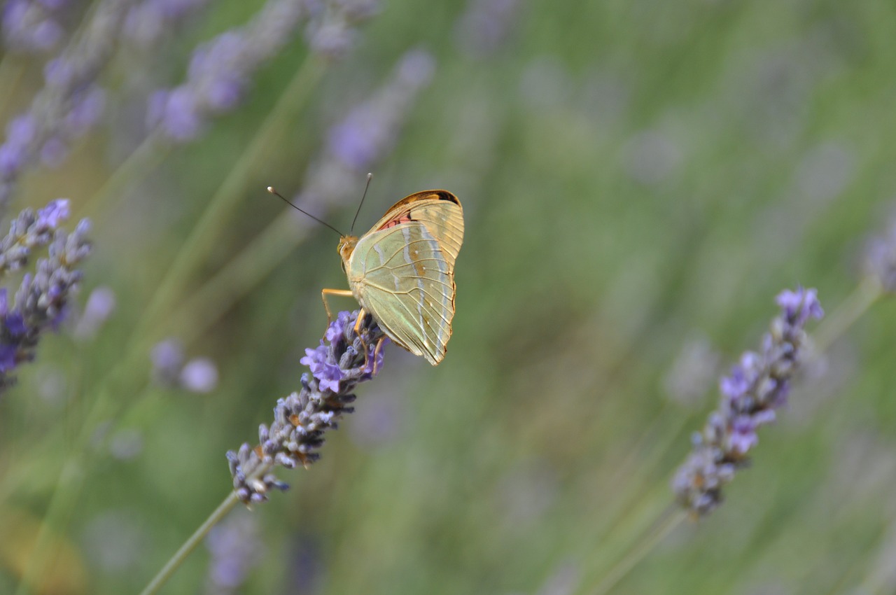 butterfly lavender nature free photo