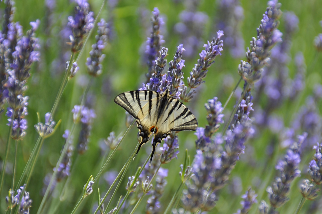 butterfly vanessa lavender free photo