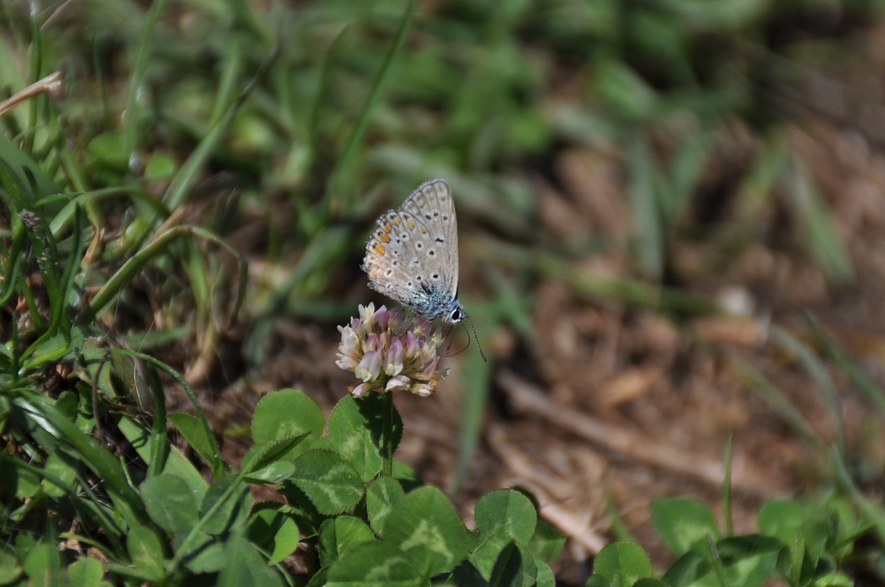 butterfly nature beauty free photo