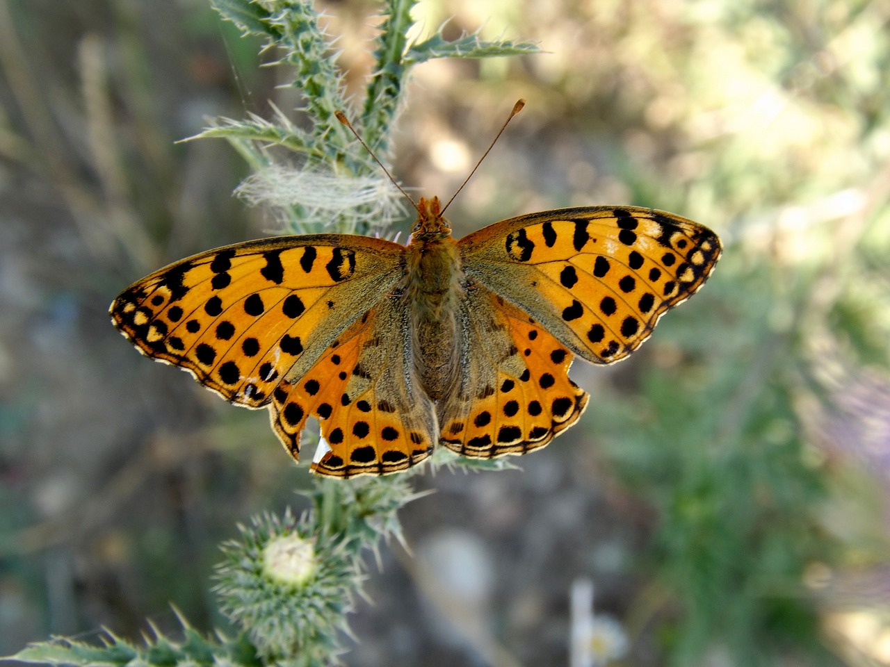 butterfly coloring orange free photo