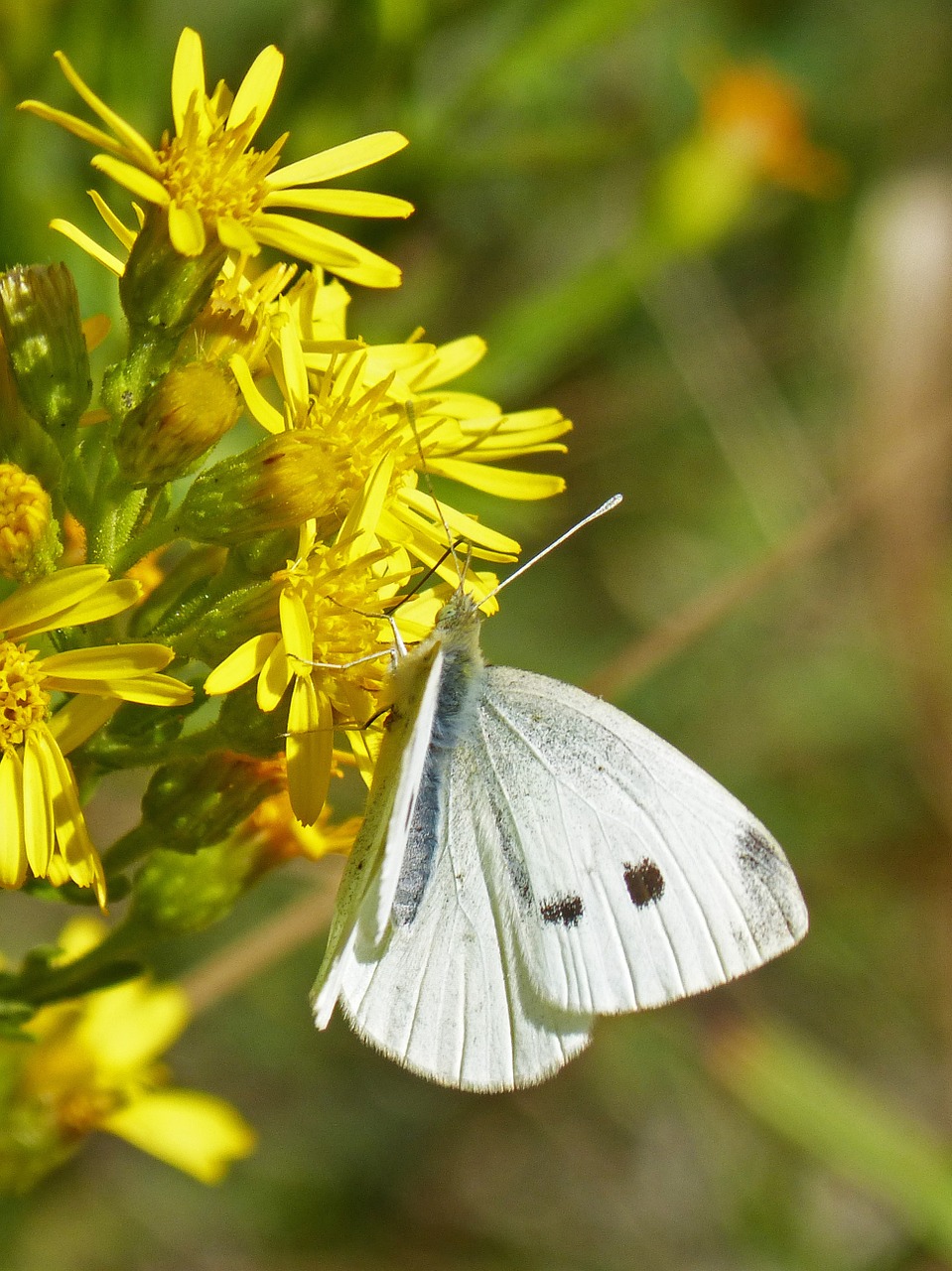 butterfly white flower free photo