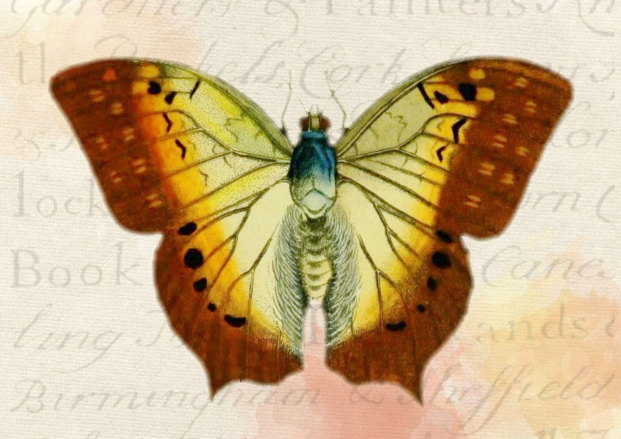 butterfly background vintage free photo