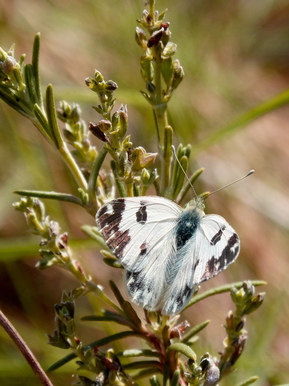 butterfly rosemary black and white free photo