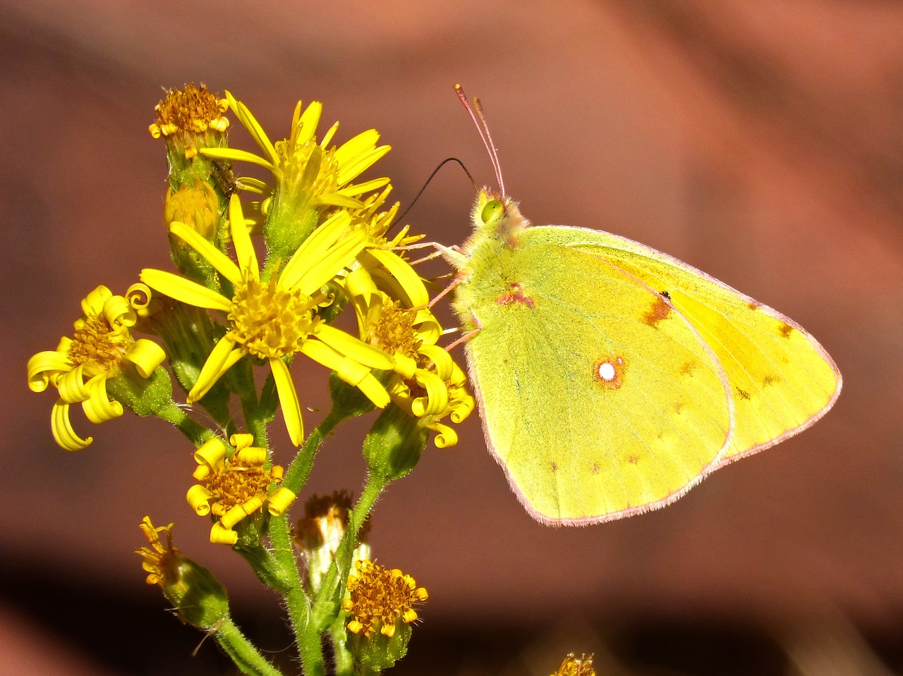 butterfly yellow sucking free photo