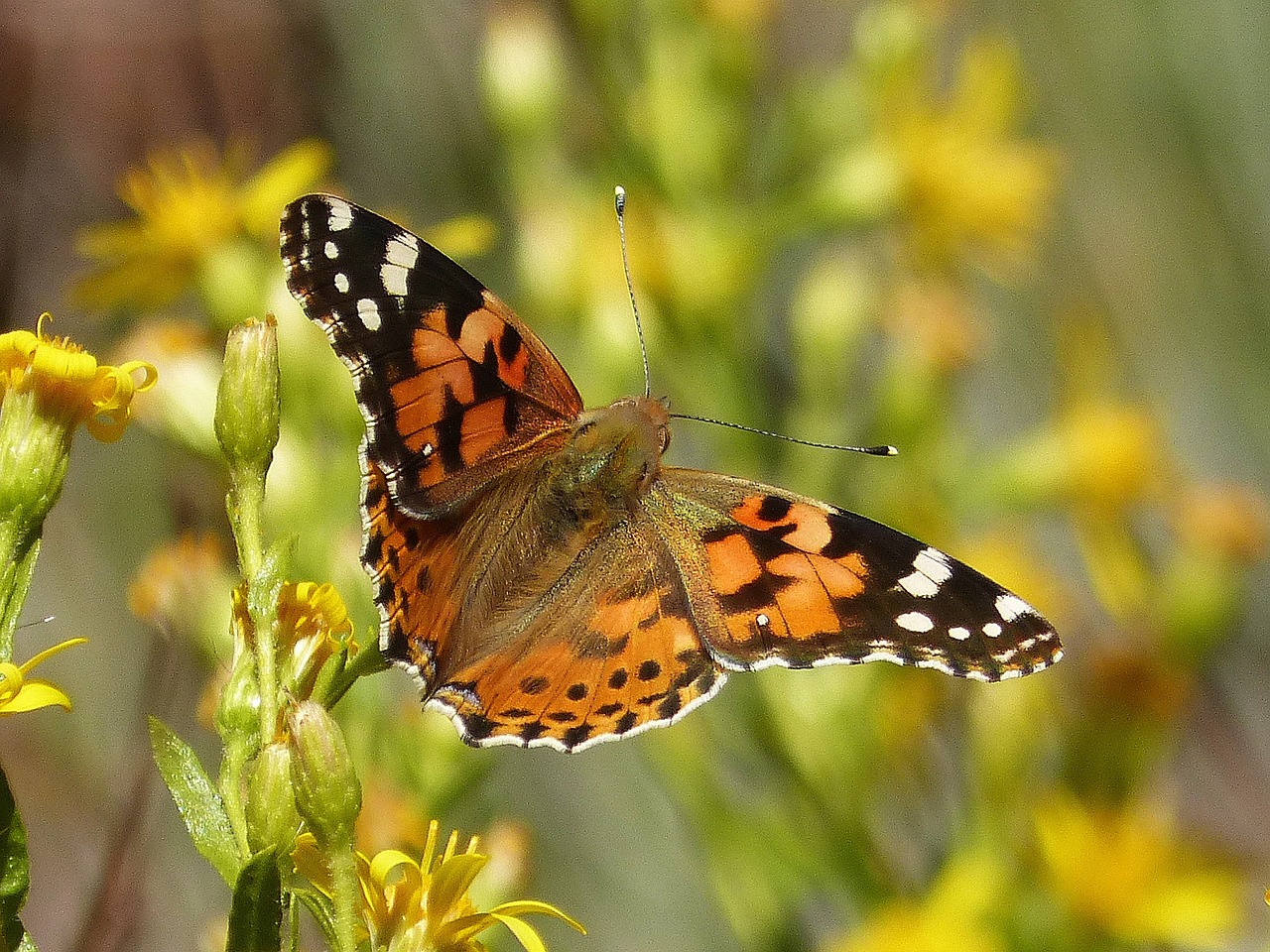 butterfly orange beauty free photo