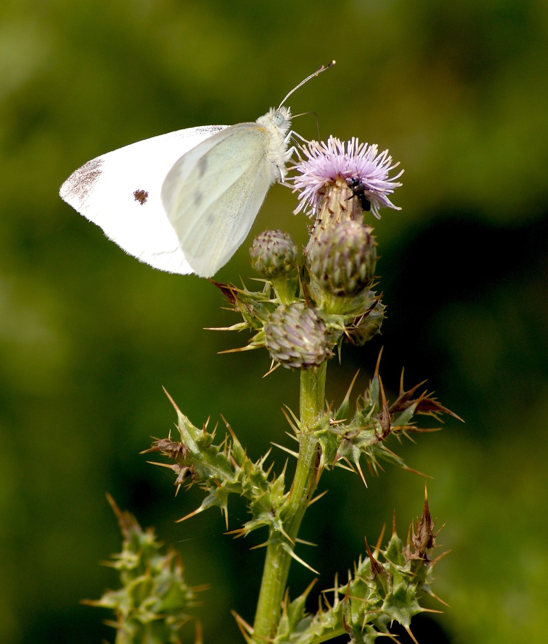 butterfly white insect free photo