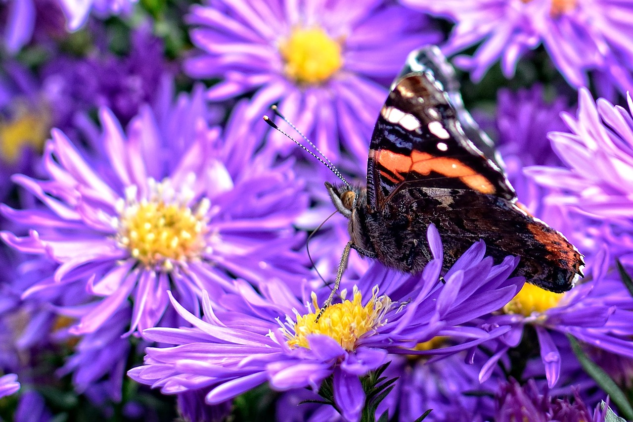 butterfly herbstastern aster dumosus free photo