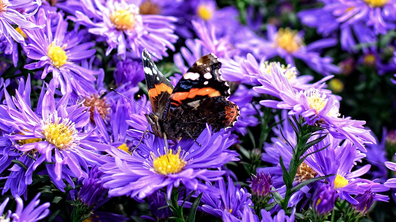 butterfly herbstastern aster dumosus free photo