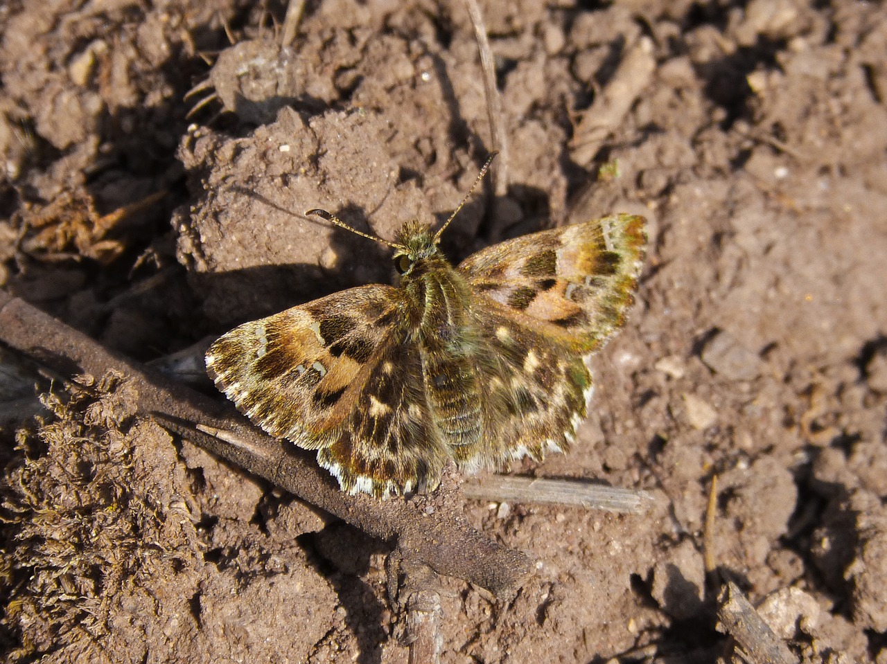 butterfly brown small free photo