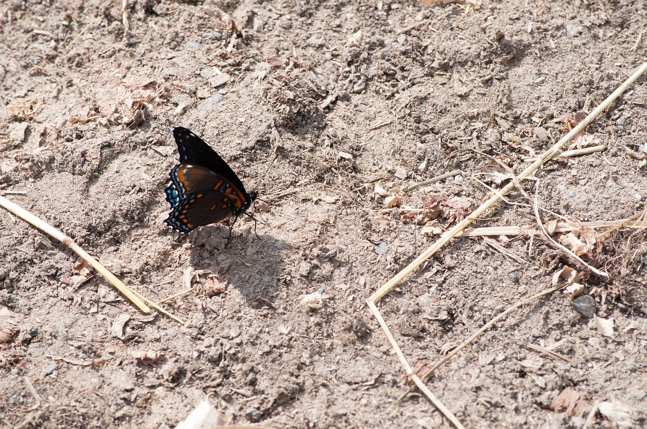 butterfly nature insect free photo