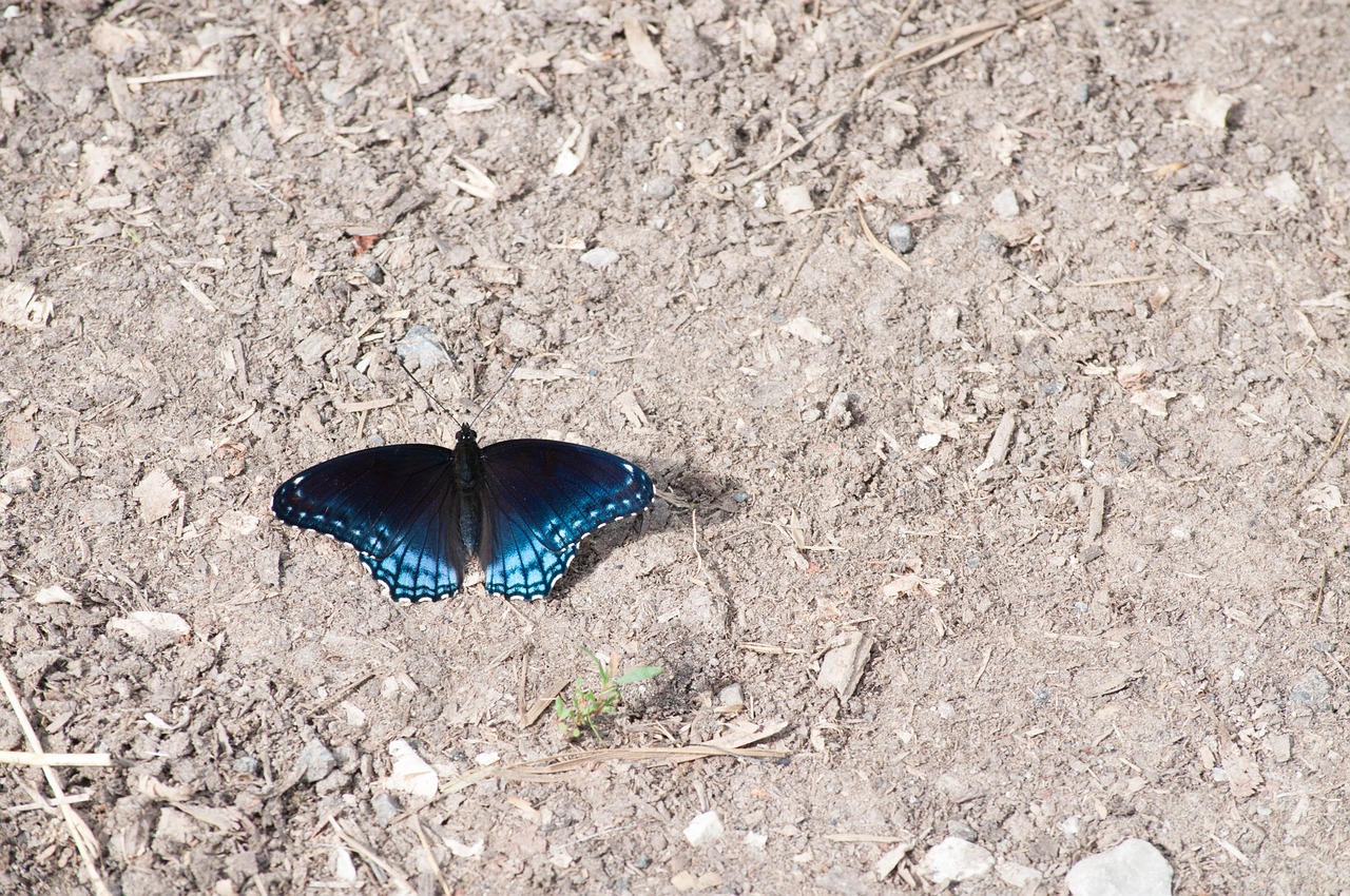 butterfly nature insect free photo