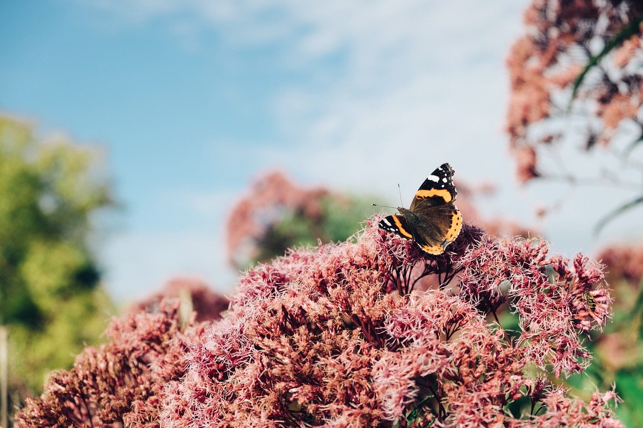 butterfly flower spring free photo