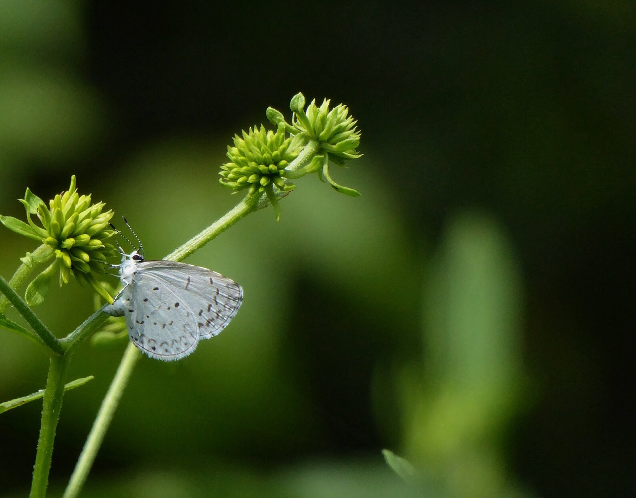 butterfly moth insect free photo