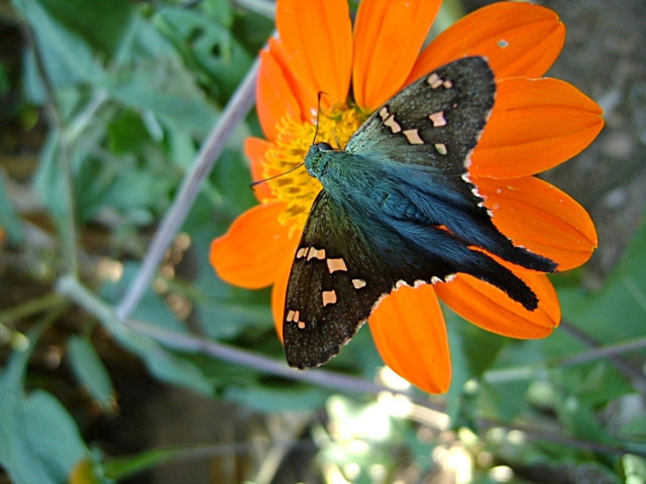 butterfly blue insect free photo