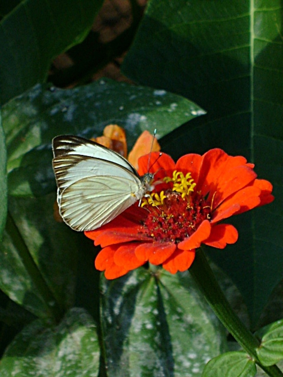 butterfly white flower free photo