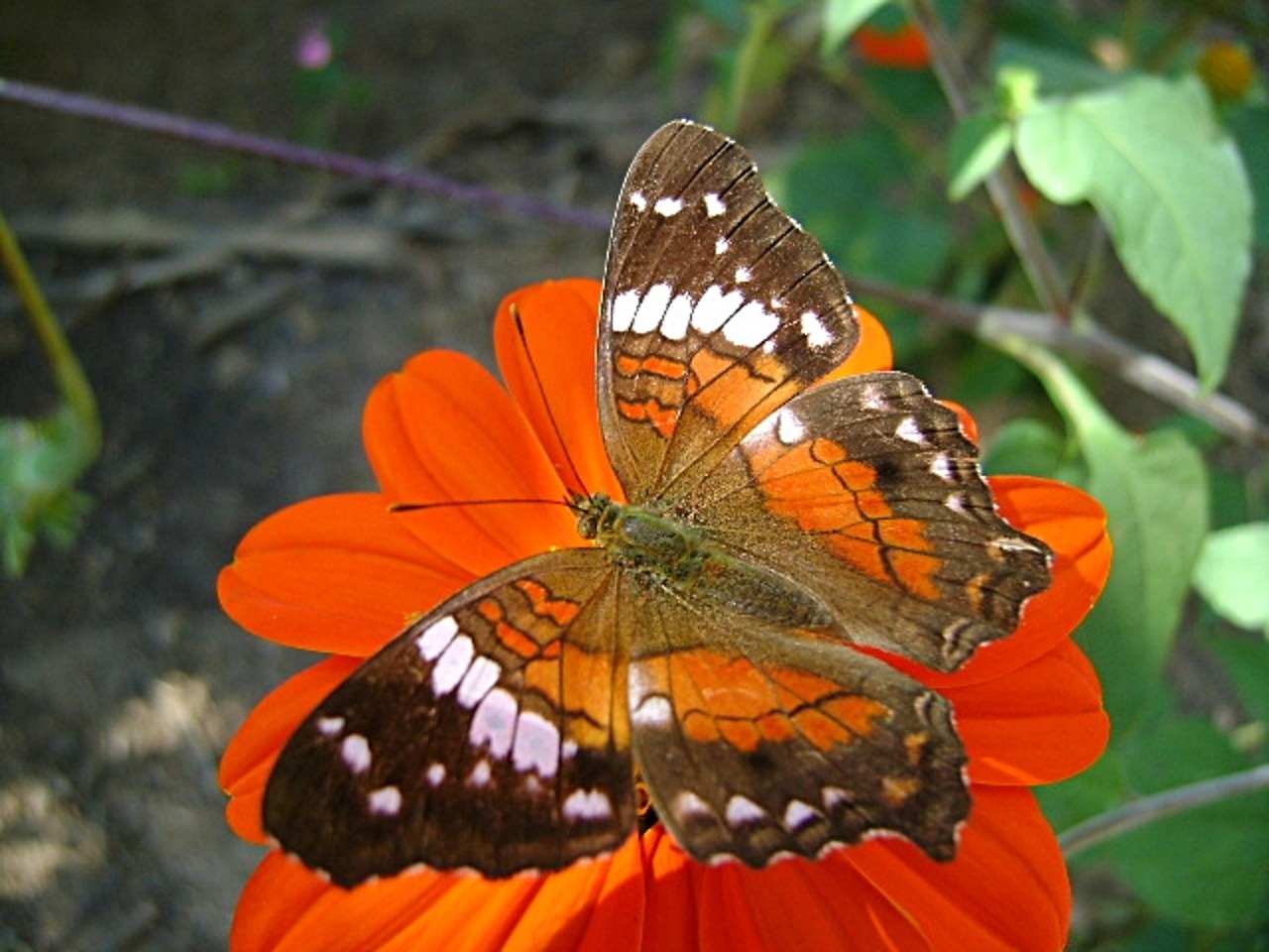 butterfly flower red free photo