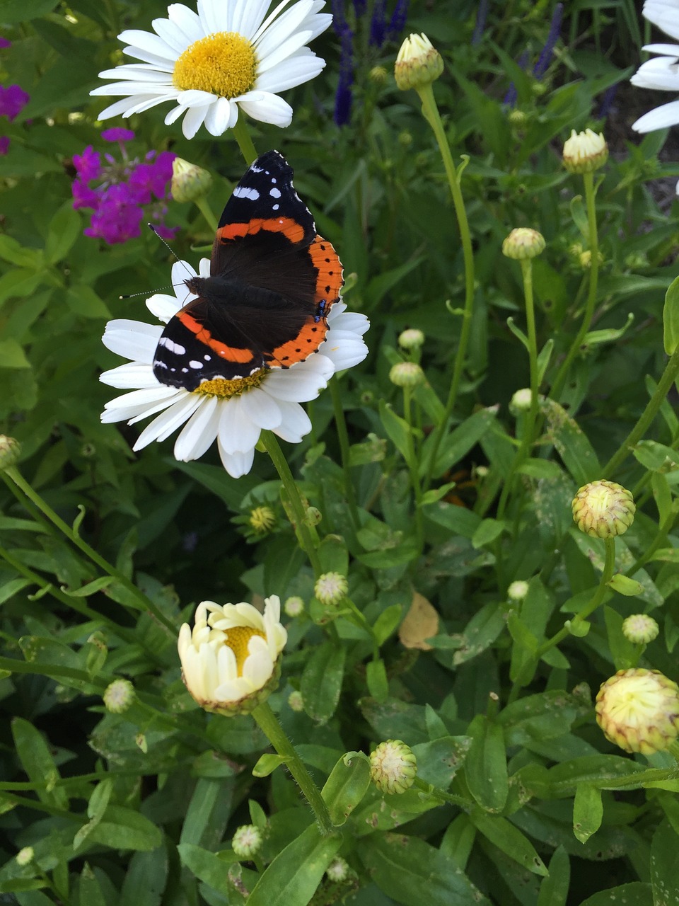 butterfly daisy red admiral free photo