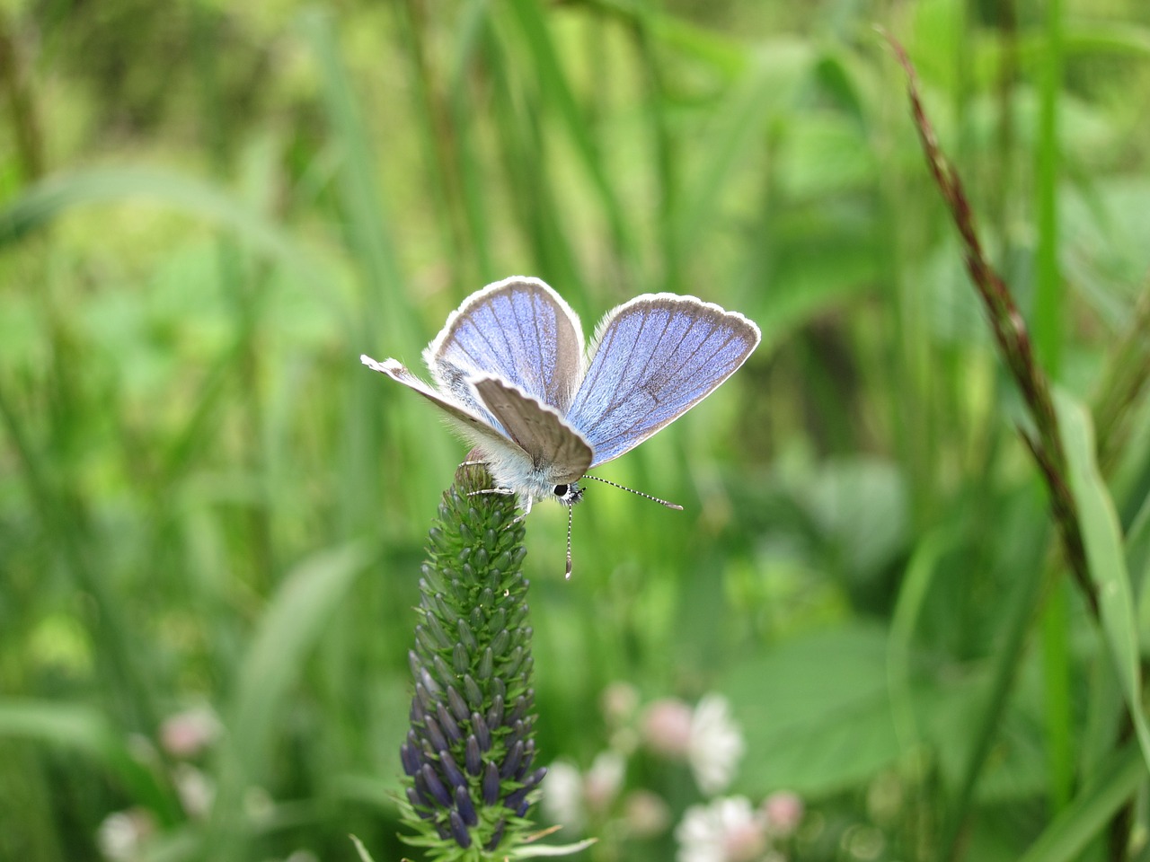 butterfly blue meadow free photo
