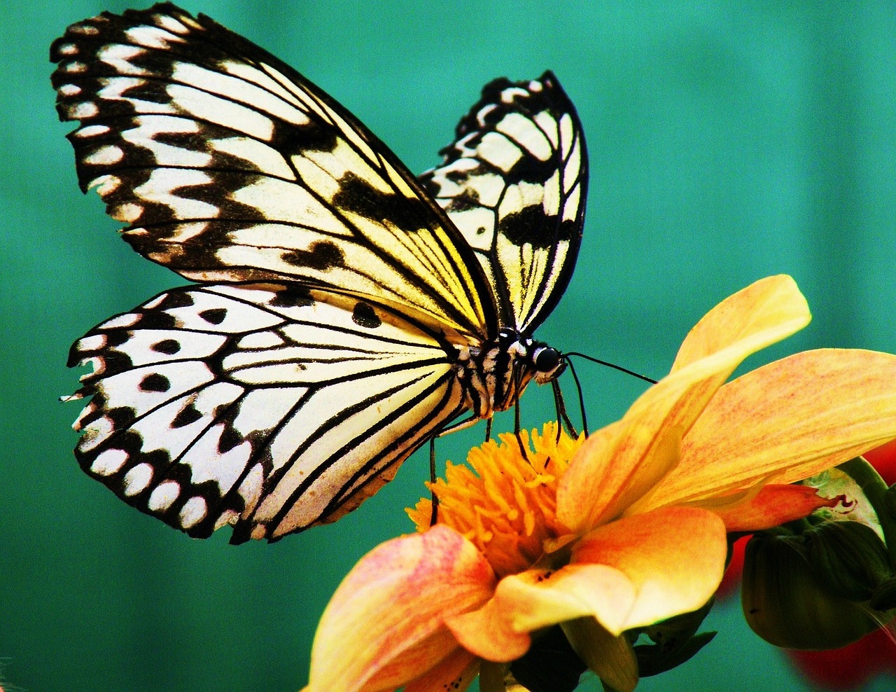 butterfly paper kite flower free photo