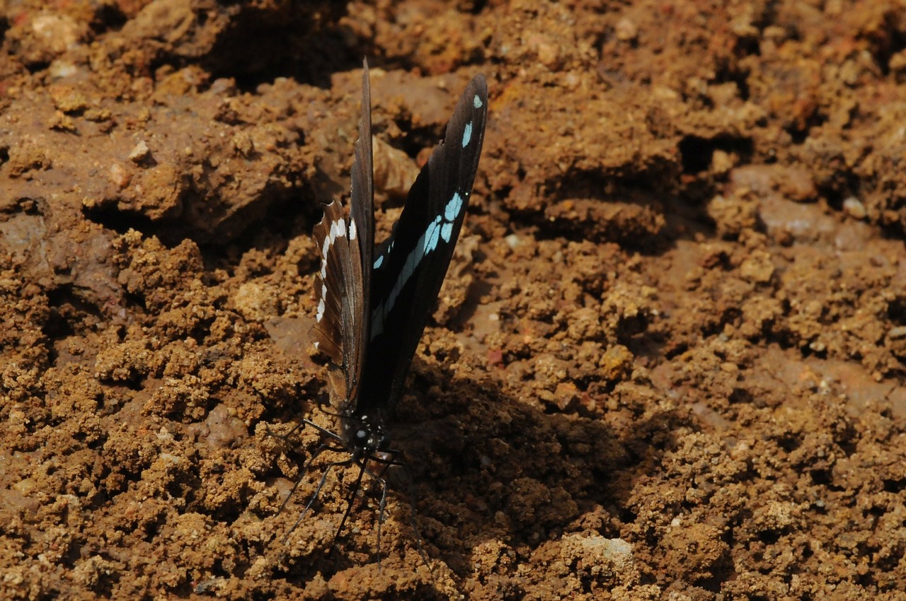 butterfly insect wings free photo