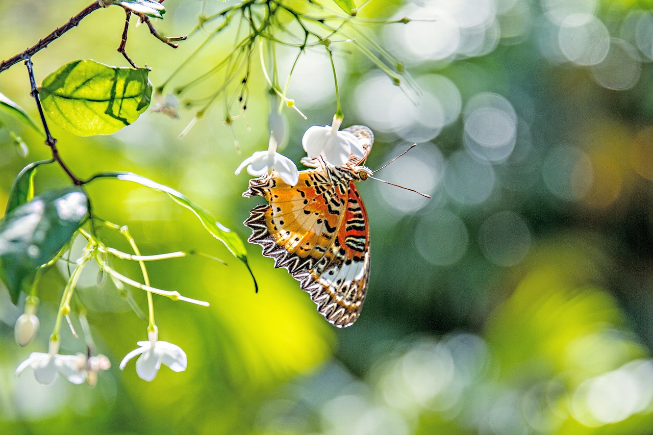 butterfly bokeh flowers free photo