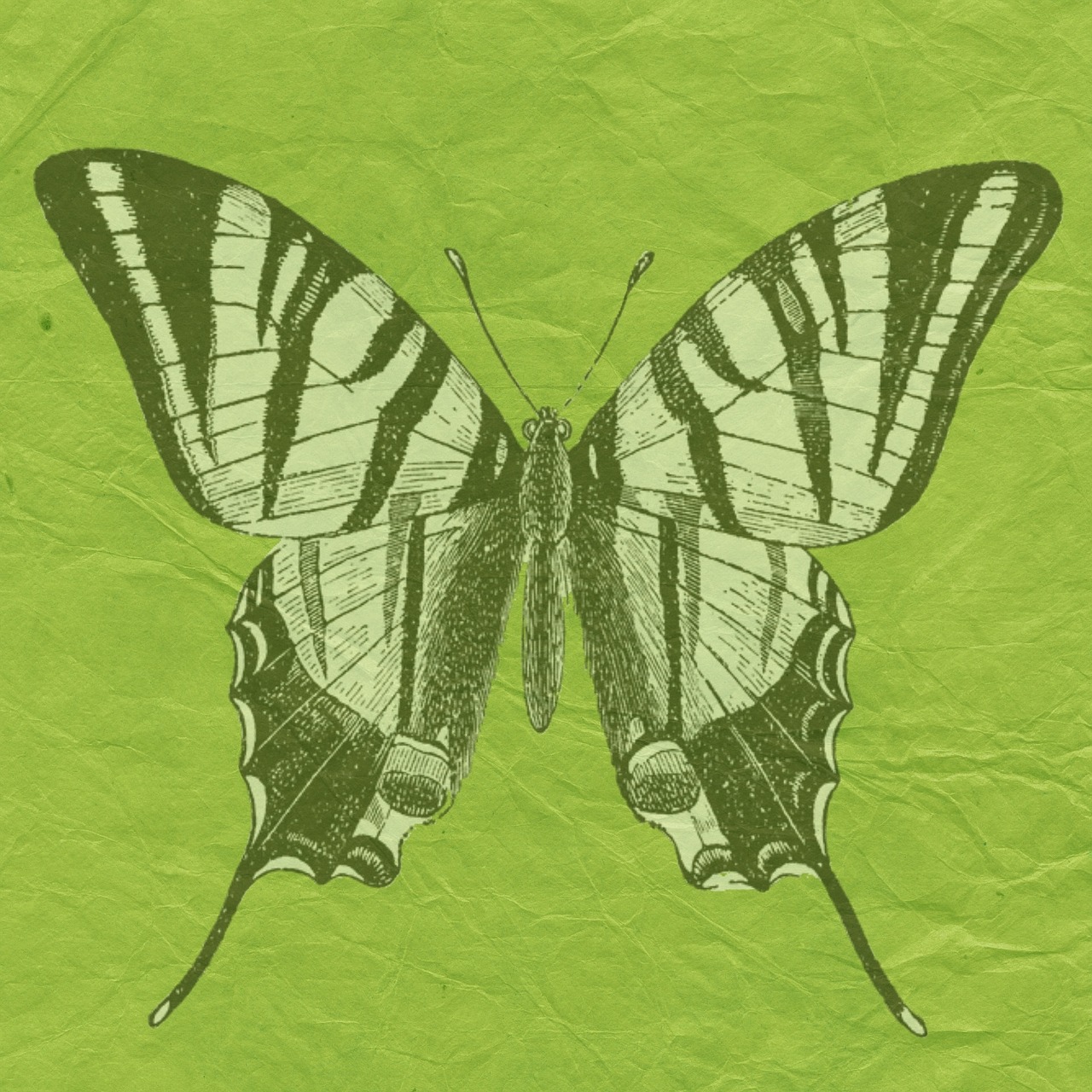 butterfly green scrapbook free photo