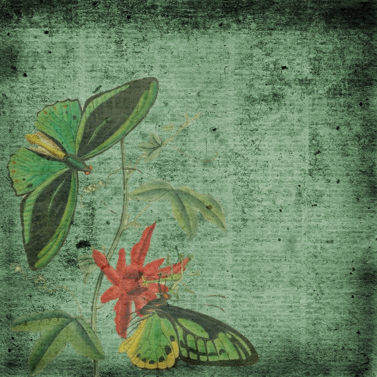 butterfly green scrapbook free photo