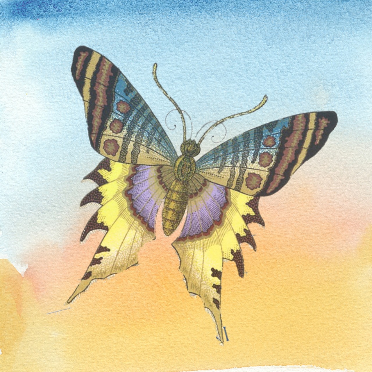 butterfly color watercolor free photo