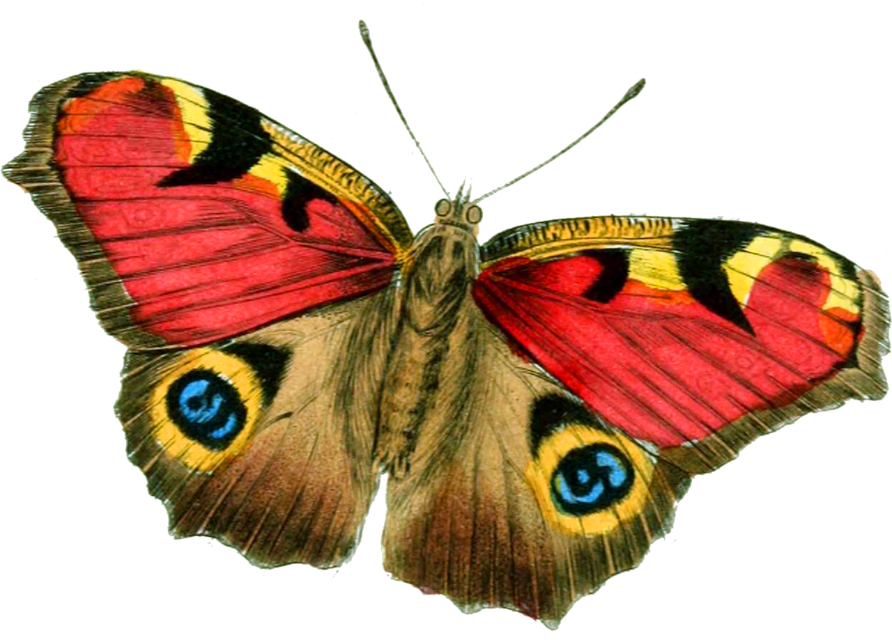 butterfly bright vintage free photo