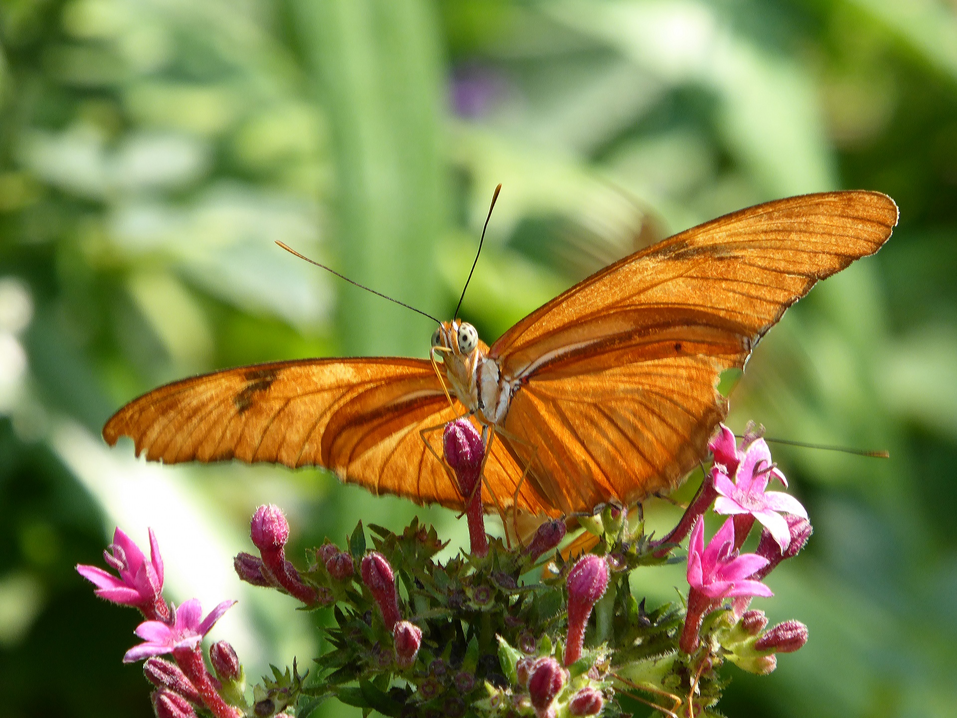 butterfly butterflies zebra free photo